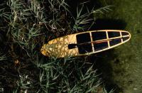Деревянный Sup Zabava 11′6" X 33" Mitrich Boats&boards