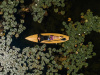 Деревянный Sup Zanoza 11′8" X 31" Mitrich Boats&boards